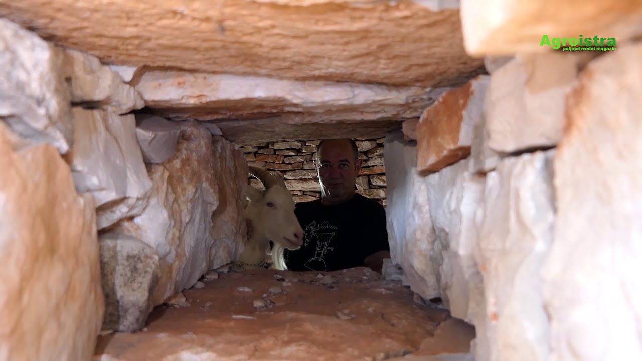 Istarska koza - David Trento Galizana