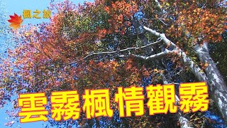 雲霧楓葉觀霧、紅楓新中橫-台灣楓之旅系列05 