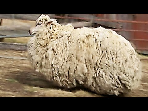 Заблудившуюся Овцу Шейлу Постригли В Первый Раз За 6 Лет