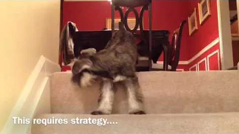 Daisy Learns to go down stairs