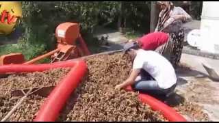 Fındık Patozu (Patosu) Oltu.tv