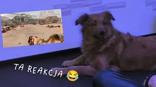 Pies usłyszał psa w VR… i postanowił odpowiedzieć 😂🐶🥽