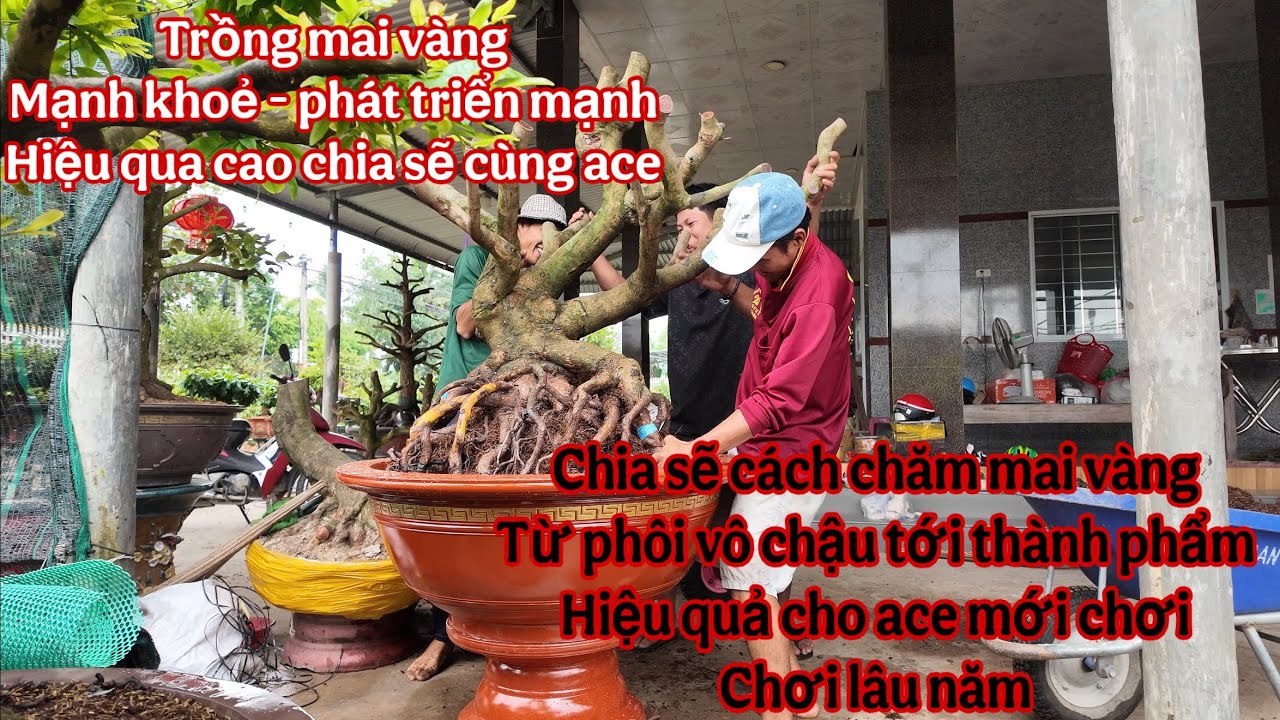 cách trồng mai vàng nhanh tốt , phát triển mạnh ,hiệu quả cao nhất hiện tại 2026 ( chăm sóc mai vàng