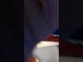 השפן הקטן בגרסה העירקית השפן הקטן בגרסה העירקית