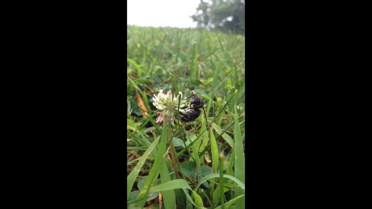 rumble video upload Honey Bee Attacks Videographer
