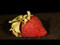 Αποσύνθεση μια φράουλας σε slow motion. (Vid)