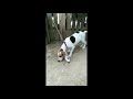 🐶👄 Hermosa perita Cruza de Beagle con Sabueso Español | Beagle with Sabueso #beagles #sabueso #dogs