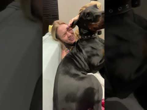 Doberman looks up