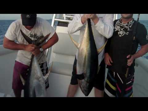 Fat Bahamas Yellowfin Tuna Part-11-08-2015