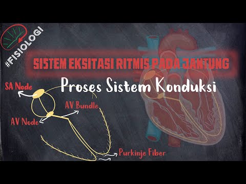 Sistem Eksitasi Ritmis pada Jantung | Proses Sistem Konduksi - SA Node, AV Node, AV Bundle, Purkinje