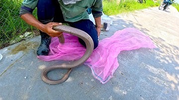 Đang đi thăm bẫy gặp người kêu làm dùm con rắn hổ mang. tập 36 | ngàn cá gò công