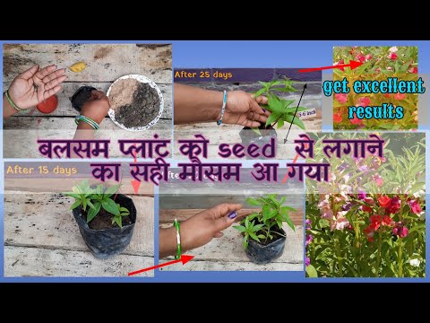 Germinate balsam seed|बलसम प्लांट को seed से लगाने का सही मौसम आ गया||season of growing Balsam plant