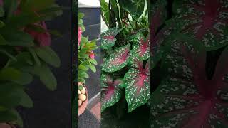 FIVE PLANTS YOU SHOULD NOT HAVE AT HOME #garden #plants