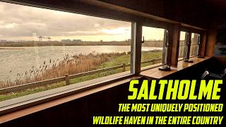 Saltholme Nature Reserve: The UK’s Most Unique Wildlife Haven?
