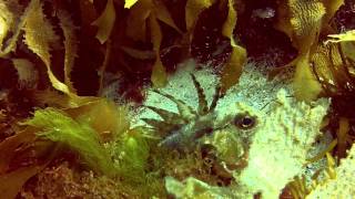Diving Bicheno