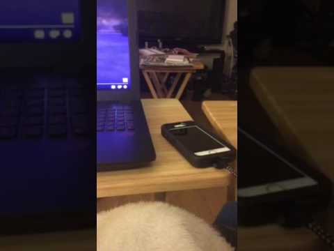 Hey Siri Glitch Funny