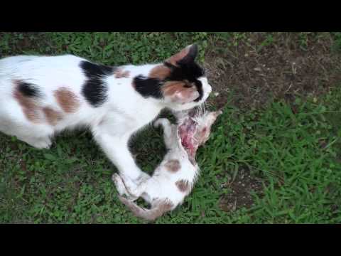 Mother cat eats her kitten - YouTube