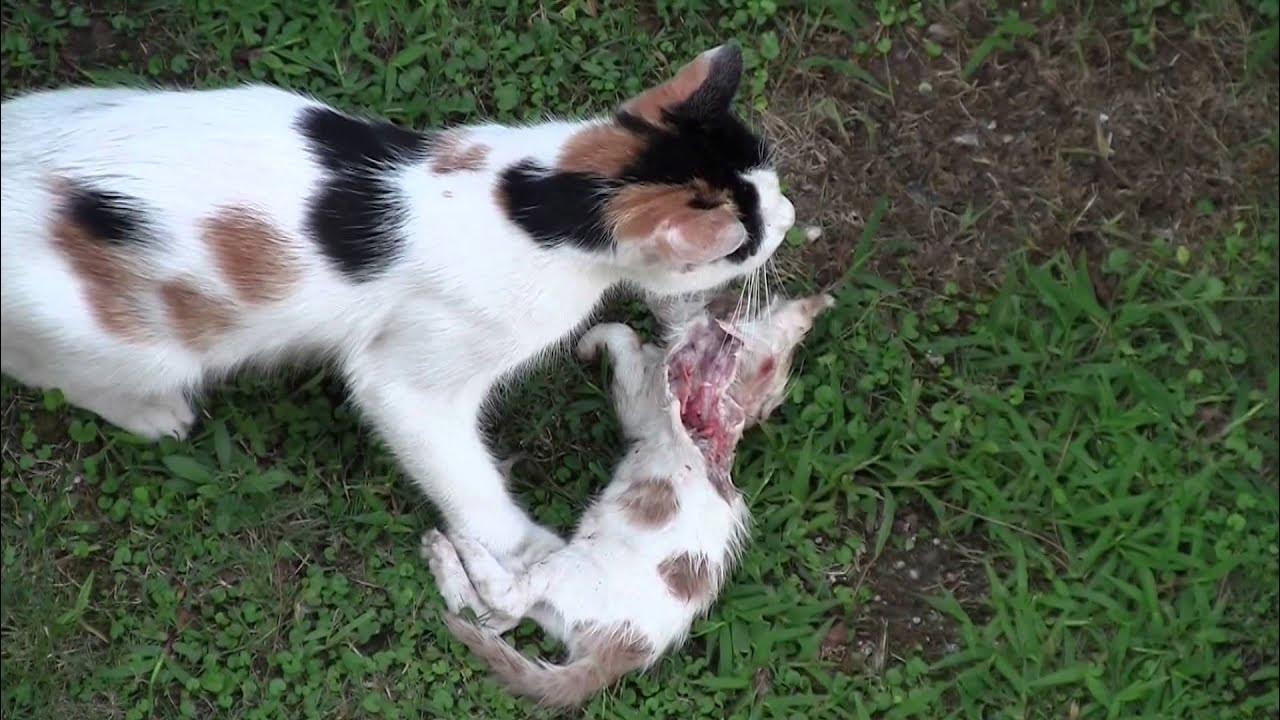 Mother cat eats her kitten YouTube
