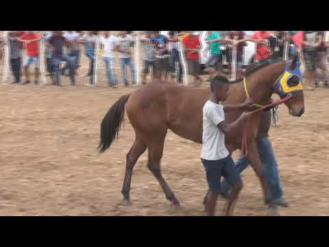 Vídeo: Prevenção De Lesões Catastróficas Em Corridas De Cavalos