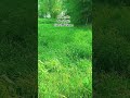 Summer Time, Village Life, Breeze, Green Grass