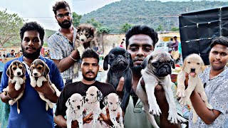 Friday Pallavaram Market Pets Section | Pallavaram Sandhai | பல்லாவரம் சந்தை | Pets | nangalegendpa