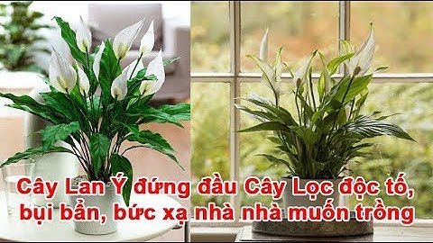 Cây Lan Ý đứng đầu Cây Lọc độc tố, bụi bẩn, bức xạ nhà nhà muốn trồng