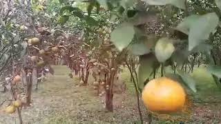 Mandaliya Abidah Ardelia 6 Al Farabi Family Collaboration Albanna Islamic School Petik Jeruk