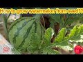 How to grow watermelon from seed??|Layering method|Hand Pollination|தர்பூசணி  வளர்ப்பு