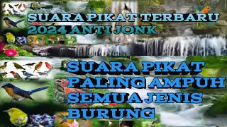 Download lagu SUARA PIKAT TERBARU 2024 ANTI JONK SUARA PIKAT SEMUA JENIS BURUNG