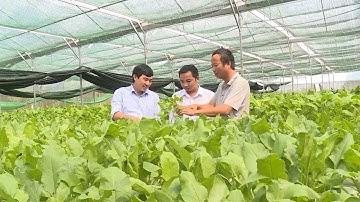 Hiệu quả bước đầu của mô hình nông nghiệp công nghệ cao tại Quảng Bình