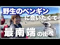 【2024年版】ペンギンに会いに行く方法inウシュアイア【アルゼンチン】