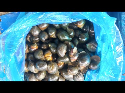 Video ខ្យងស្រែបងប្អូន - youtube