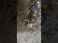 Ripping chain pulled in half