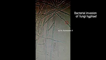 Live Biocontrol Activity of Pseudomonas fluorescens X