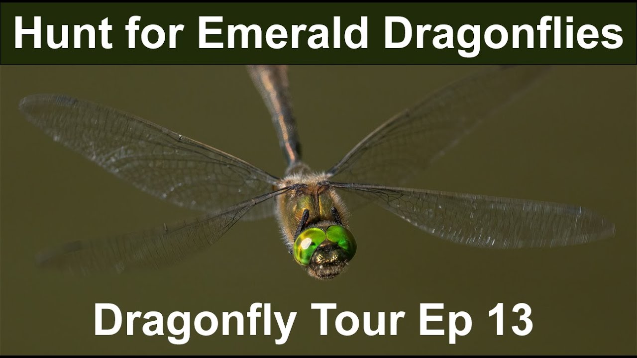 Dragonfly Tour Episode 13 Thursley Common for Emerald Dragonflies