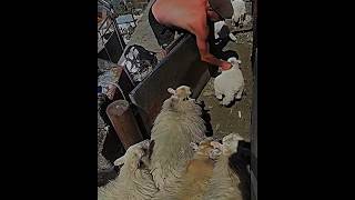 The Smartest Way To Separate Sheep