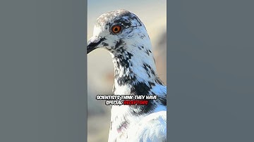 Pigeons Have Built-In GPS?! 🕊️🌍