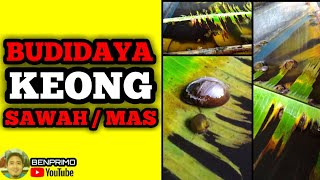 Budidaya Keong Mas /  Keong Sawah Di Kolam Beton Untuk Ketahanan Pangan Di Masa Pandemi