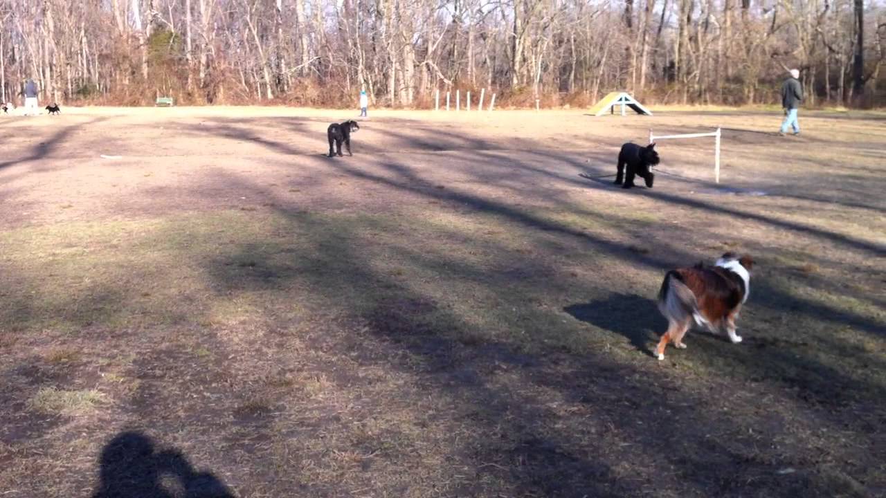 Dog park Medford Freedom Park YouTube