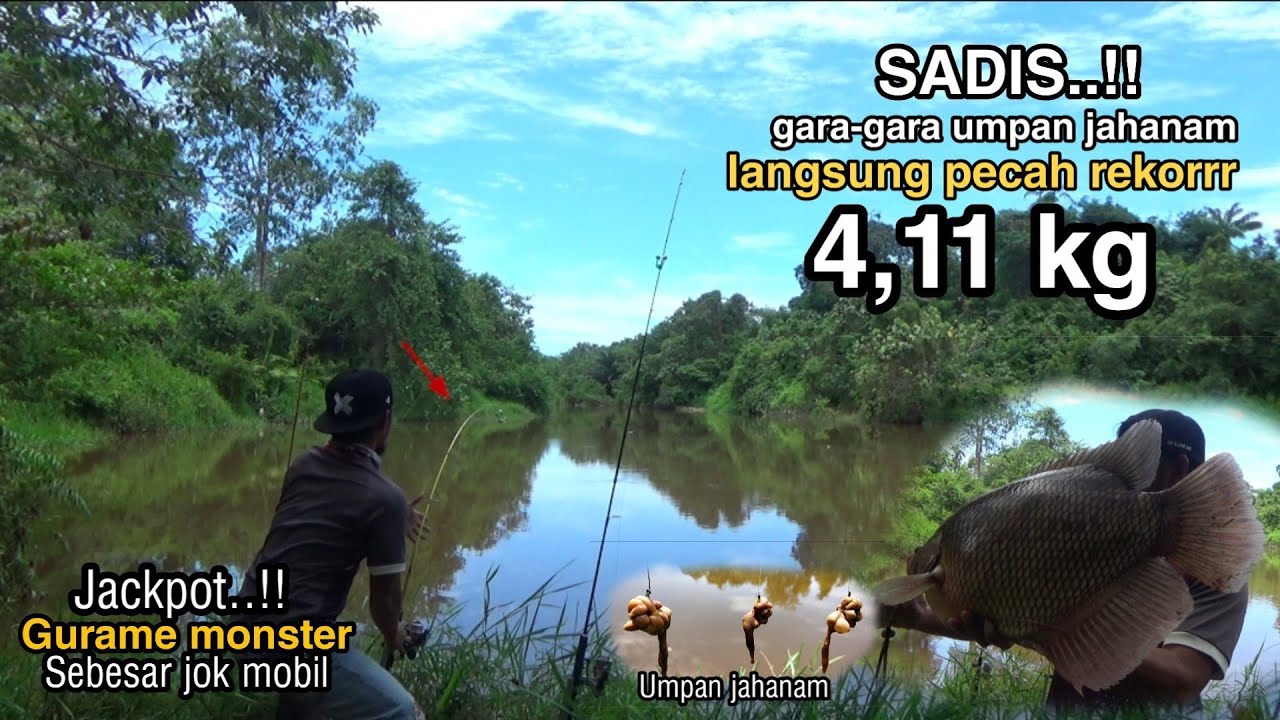 PECAH REKOR..!! ikan gurami sebesar jok mobil pake umpan jahanam//Umpan usus ayam