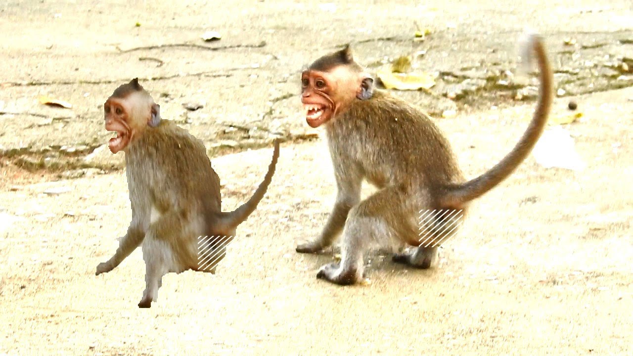 A poorest baby monkey Got Attack By Big Male Monkeys Too Hurt Crying