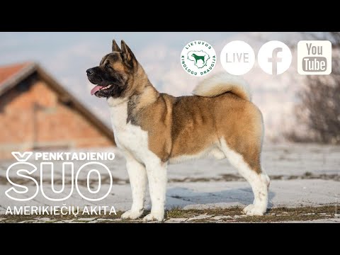 Video: Akita šunų Veislės Hipoalerginė, Sveikatos Ir Gyvenimo Trukmė