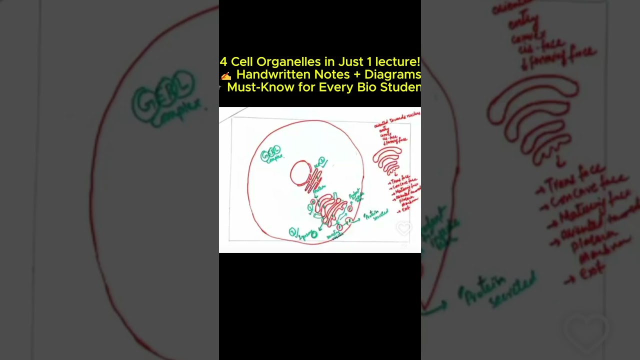 4 Cell Organelles  | Handwritten Diagrams + Quick Notes short