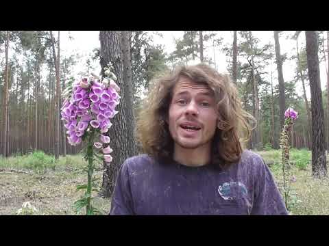 Video: Fingerhutblumen: Wie man Fingerhut anbaut
