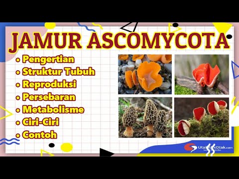 JAMUR ASCOMYCOTA (Pengertian, Struktur Tubuh, Reproduksi, Metabolisme, Ciri-Ciri dan Contoh)