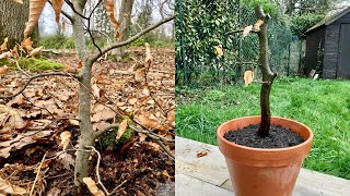 Yamadori: Collecting a Beech tree for Bonsai