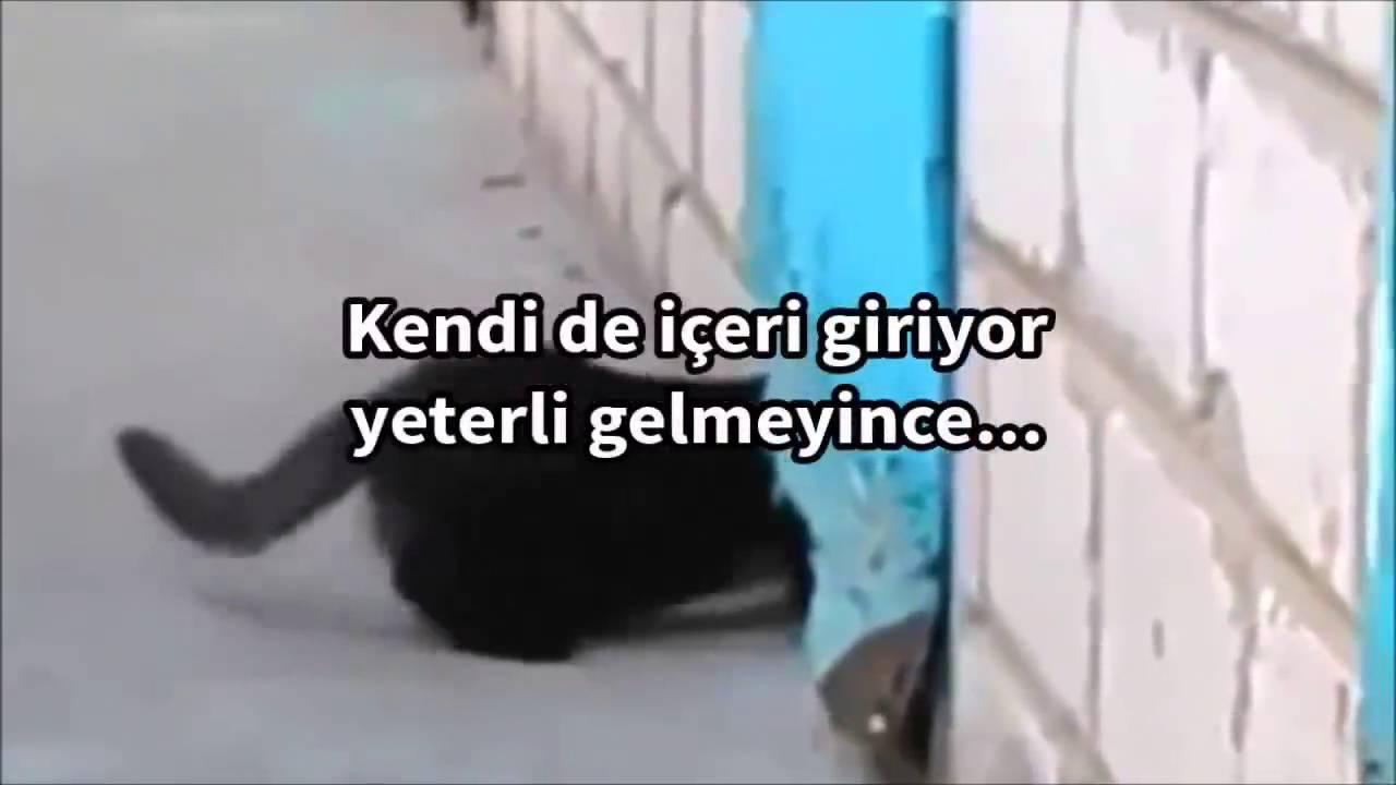 Düşünen Deli Uğurzuz Dediğiniz KARA KEDİ !!! YouTube