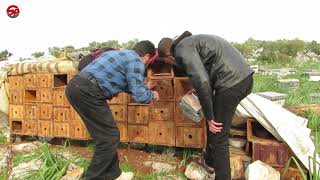أنواعٌ جديدةٌ من النّحل الهجين تدخل إلى الشمال السوري وتزيد إنتاج العسل
