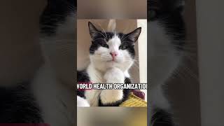 who do you trust more?. #shorts #cat #memes