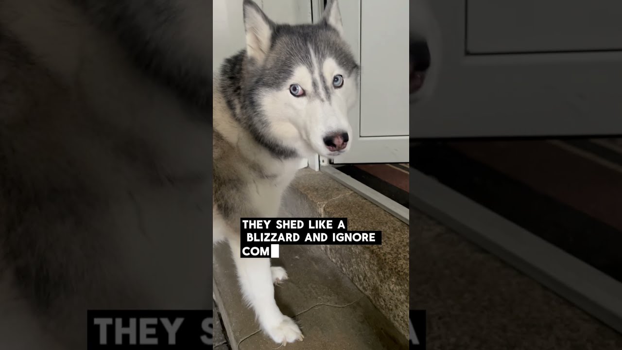 Why Huskies Are The Worst Dogs And We Love Them Anyway Husky